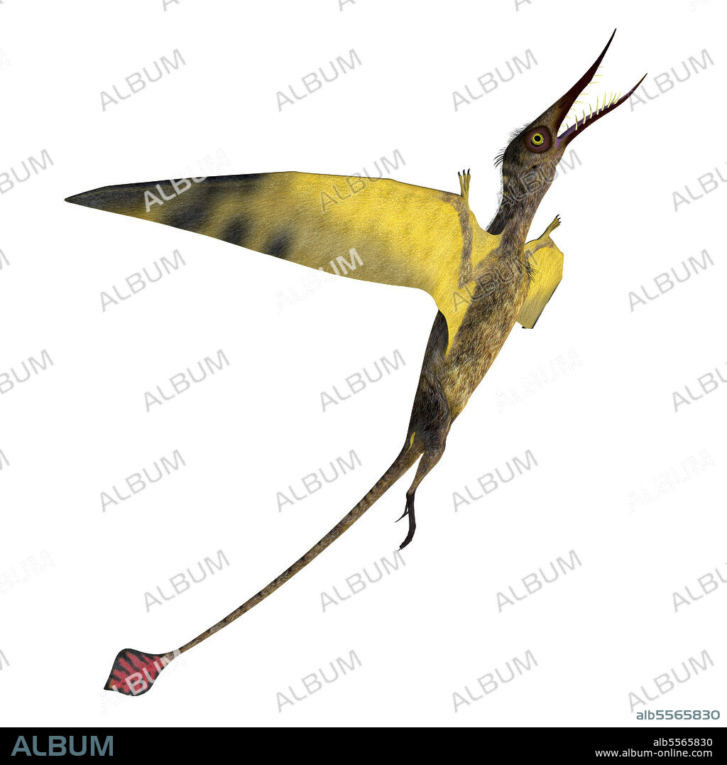 Rhamphorhynchus flying reptile. Rhamphorhynchus was a carnivorous predatory bird that lived in Europe during the Jurassic Period.