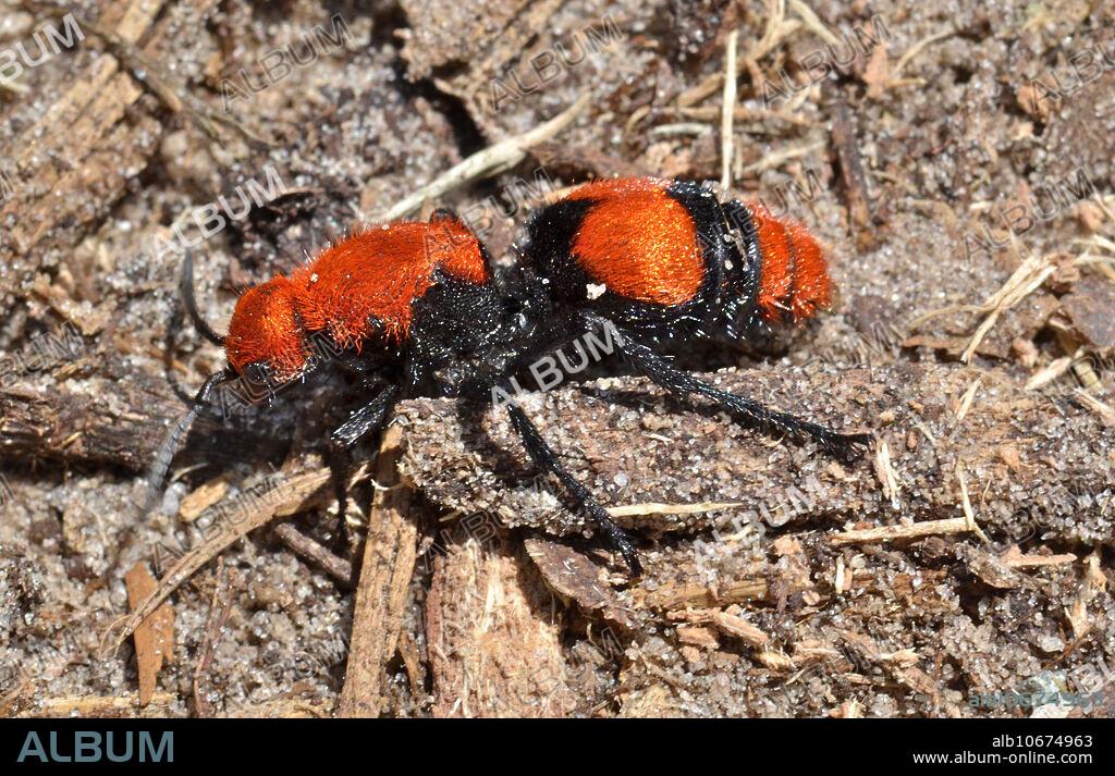 Cow Killer wasp (Dasymutilla occidentalis) or Velvet-ant. DeLand, Florida, August.