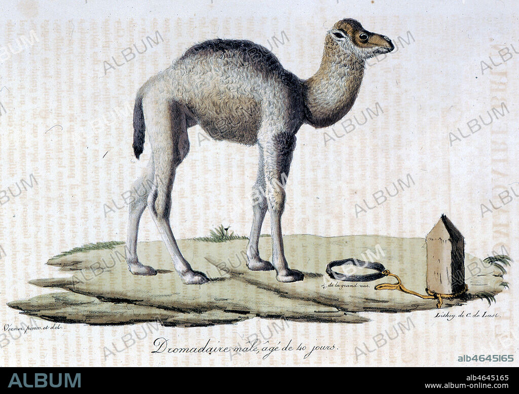 Planche zoologique : Dromadaire jeune . Gravure de WERNER in Histoire naturelle des mammifères, par Etienne Geoffroy SAINT-HILAIRE et Frédéric CUVIER en 1824. Collection Mx/Kharbine-Tapabor.