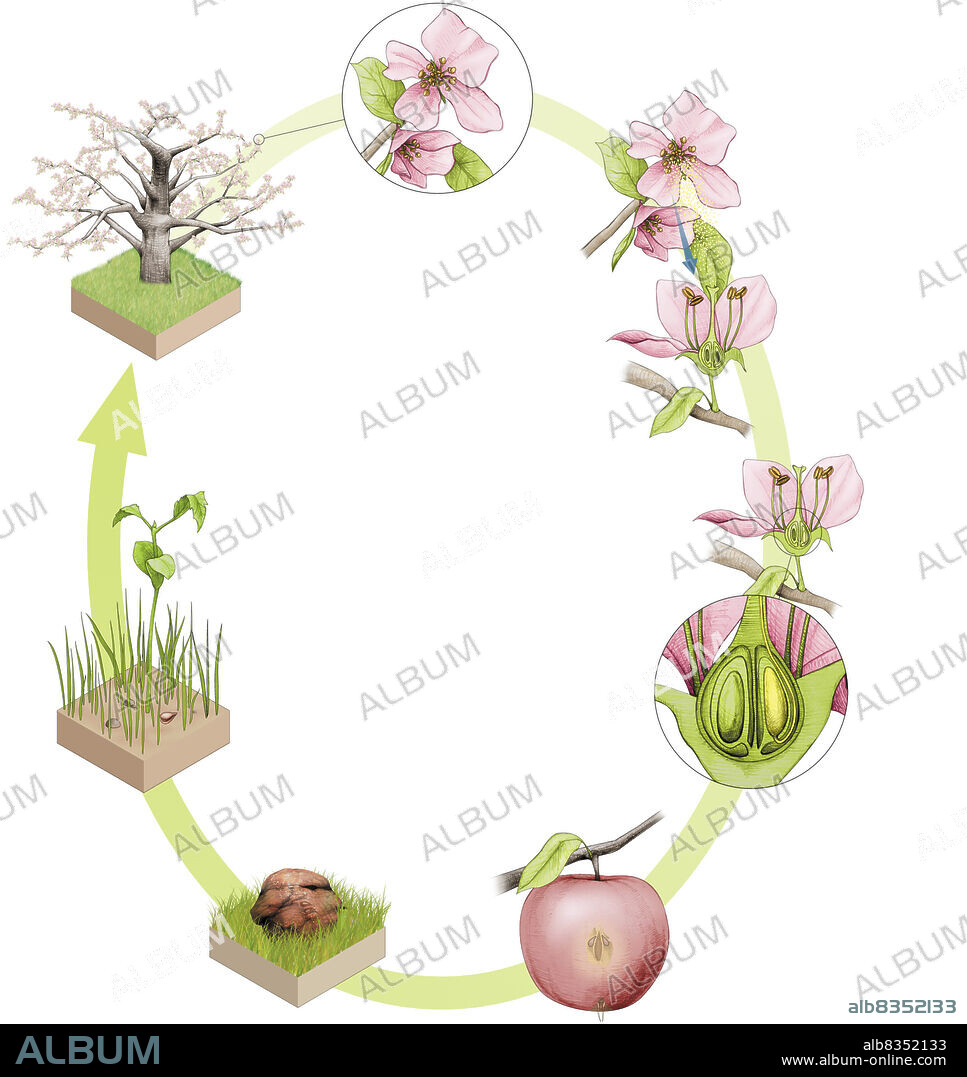 The reproductive cycle of flowering plants can be broken down into six main steps. Flowers contain the plants reproductive organs, which produce pollen grains and ovules. During pollination, the pollen grains are transported, by the wind or a pollinating insect, from a stamen to the tip of a pistil, the organ above the ovaries. The pollen grain germinates in the pistil: it forms a pollen tube that extends down the pistil, enters the ovary, and fertilizes the ovule. The fertilized ovule forms a seed. When the ovary matures, it forms a fruit in which the seeds are enclosed. The fruit detaches itself from the mother plant, opens, and disseminates the seeds that it contains. Germination of a seed gives rise to a seedling, which develops into a plant.
