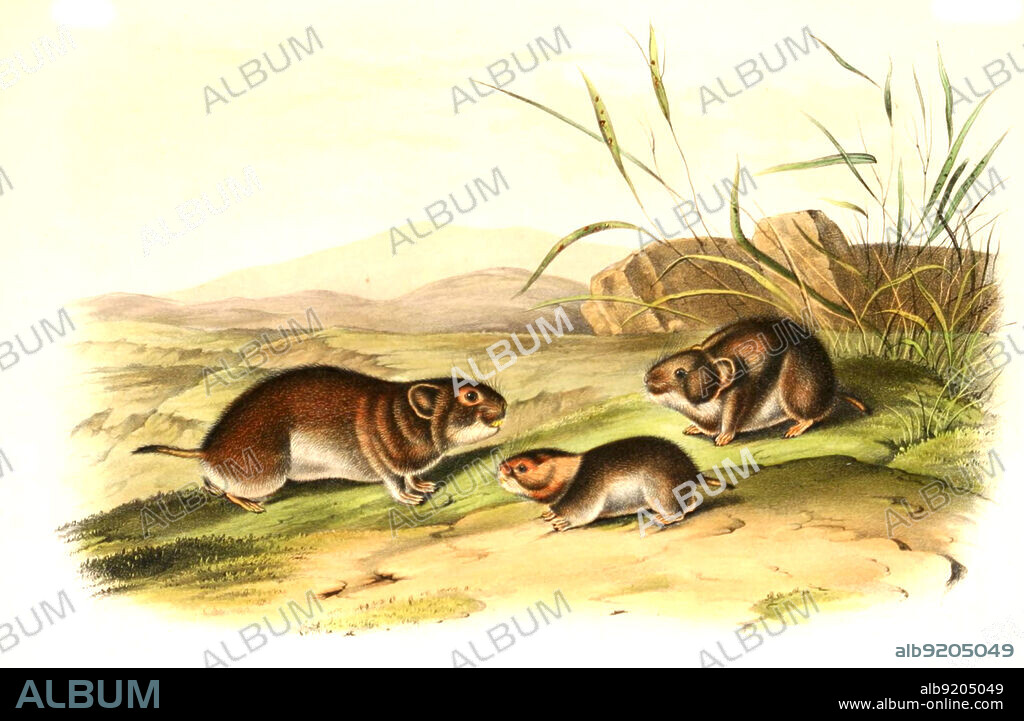 Wiesenwühlmaus, Microtus pennsylvanicus, digital restaurierte Reproduktion einer Originalvorlage aus dem 19. Jahrhundert, genaues Originaldatum nicht bekannt / eastern meadow vole, Microtus pennsylvanicus, called the field mouse or meadow mouse, historical, digital improved reproduction of an original from the 19th century.