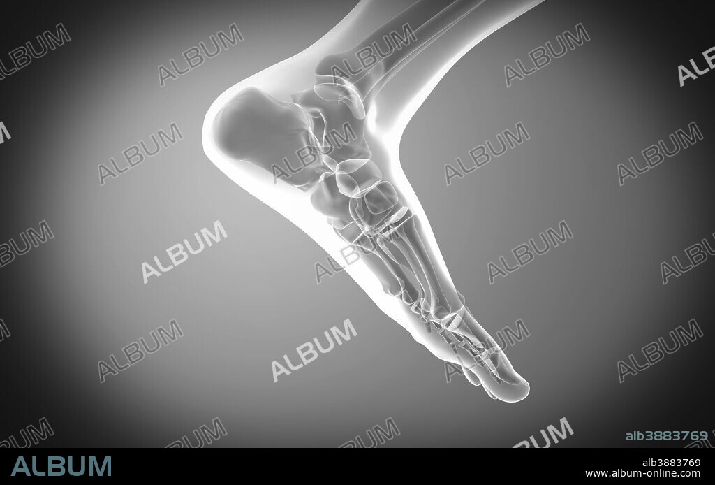 X-ray view of human foot.