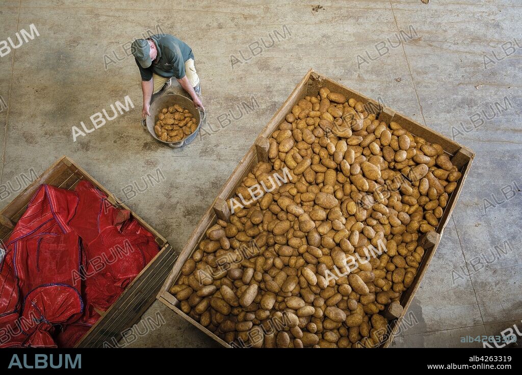 produccion de patatas, Viuda de Antonio Serra, sa Pobla, Mallorca, balearic islands, Spain.