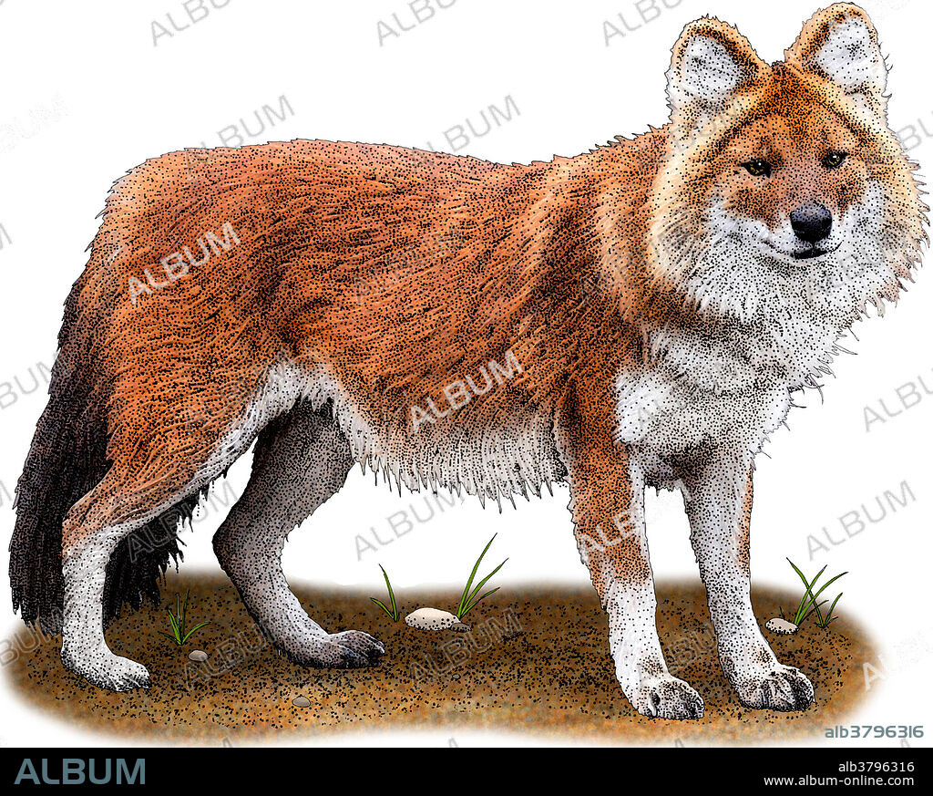 Illustration of the Dhole (Cuon alpinus), also called the Asiatic wild dog or Indian wild dog, an endangered species of canid native to south and southeast Asia.