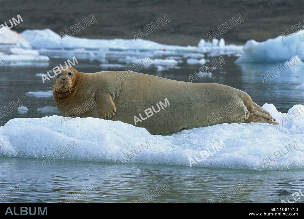 Bearded seal on ice, Svalbard, Arctic, Norway, Scandinavia, Europe.