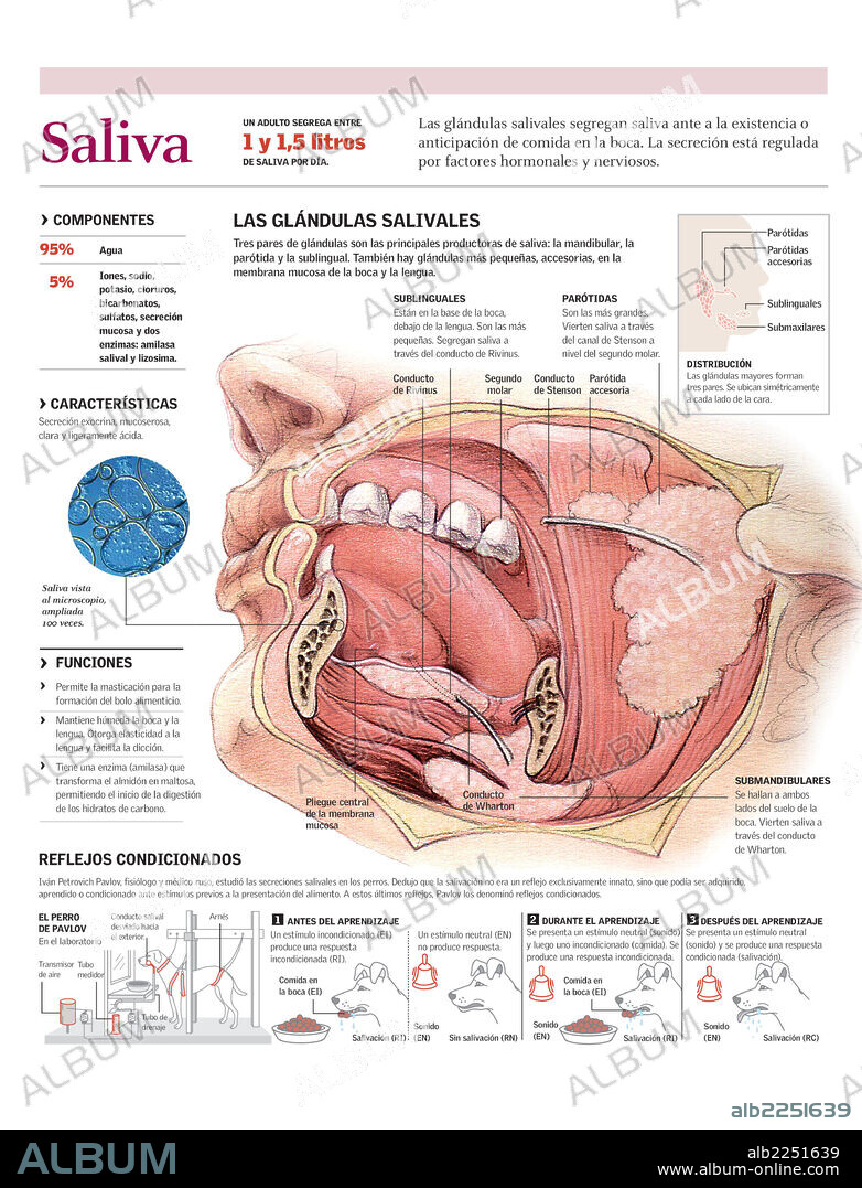 SALIVA. Infografía del funcionamiento de las glándulas salivales humanas, la composición y función de la saliva y las condiciones en que se producen las secreciones salivales.