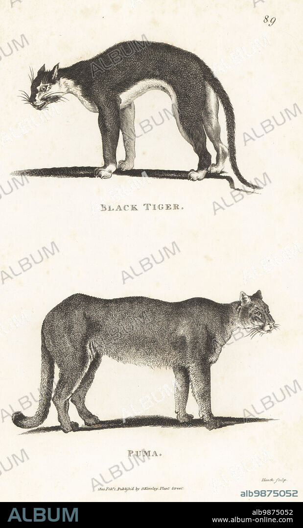 Melanistic jaguar, Panthera onca, and cougar, Puma concolor. Black tiger, Felis discolor, and puma, Puma puma. Copperplate engraving by James Heath from George Shaws General Zoology: Mammalia, G. Kearsley, Fleet Street, London, 1800.
