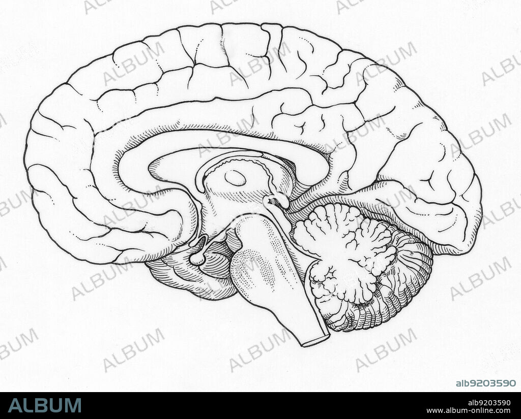 Anatomical illustration of the human brain, side view, showing frontal lobe, corpus callosum, optic chiasma, temporal lobe, pituitary gland, pons, medulla, spinal cord, cerebellum, occipital lobe, pineal body, parietal lobe, thalamus, and fornix.