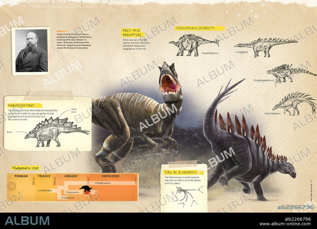 La cola del Estegosaurio. Infografía que presenta algunas de las características del Stegosaurus, dinosaurio de Jurásico que fue descubierto en Estados Unidos por Othniel Charles Marsh.