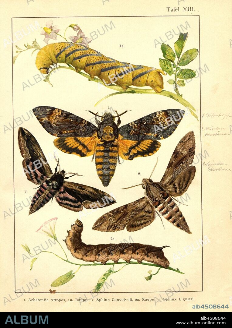 Butterflies and caterpillars in Central Europe 5, Acherontia Atropos, Sphinx Convolvuli, Sphinx Ligustri, Plate XIII, after p. 48, Deuchert, Heinrich (del. ad. nat.); Slocombe, A. (del. ad nat.), 1893, Max Korb; Heinrich Deuchert; A. Slocombe: Die Schmetterlinge Mittel-Europas: Darstellung und Beschreibung der hauptsächlichen mitteleuropäischen Schmetterlinge nebst Anleitung, dieselben zu fangen oder zu züchten und eine Sammlung anzulegen. Nürnberg: Theo. Stroeser's Kunstverlag, [1893].