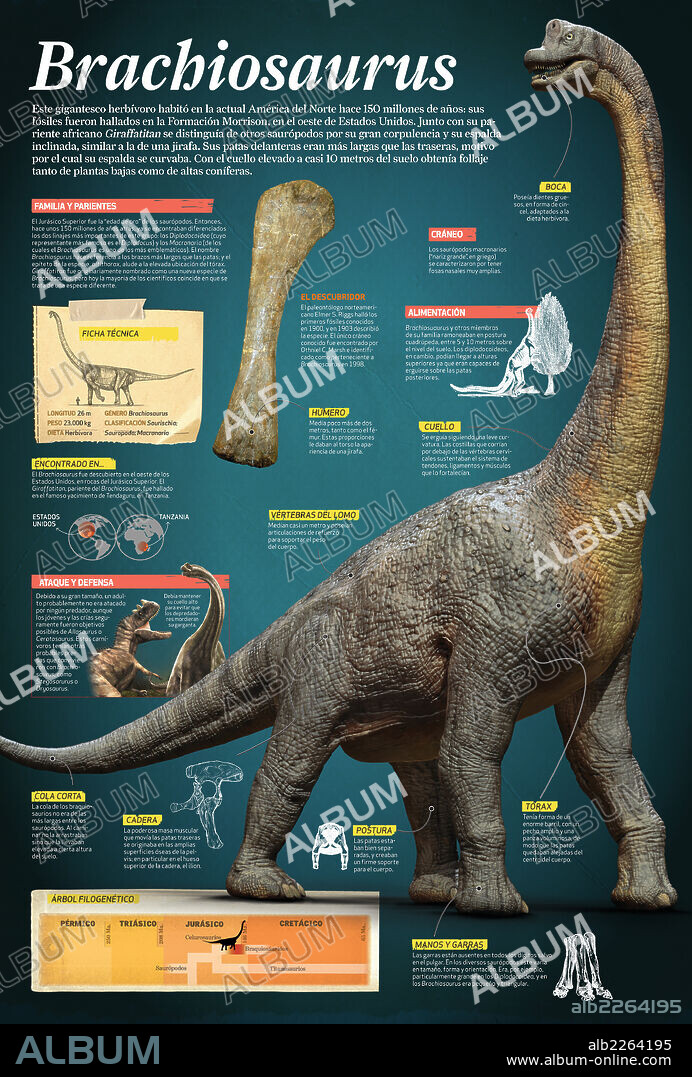 Brachiosaurus. Infografía sobre el Brachiosaurus, un gigantesco herbívoro que vivió a finales del período Jurásico, hace 150 millones de años.