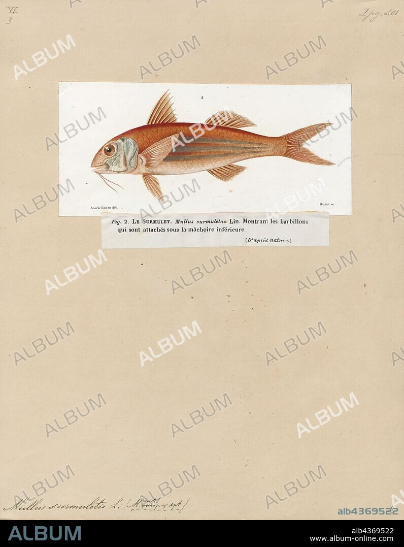 Mullus surmuletus, Print, The striped red mullet or surmullet (Mullus surmuletus) is a species of goatfish found in the Mediterranean Sea, eastern North Atlantic Ocean, and the Black Sea. They can be found in water as shallow as 5 metres (16 ft) or as deep as 409 metres (1, 342 ft) depending upon the portion of their range that they are in. This species can reach a length of 40 centimetres (16 in) SL though most are only around 25 centimetres (9.8 in). The greatest recorded weight for this species is 1 kilogram (2.2 lb). This is a commercially important species and is also sought after as a game fish., 1817-1841.