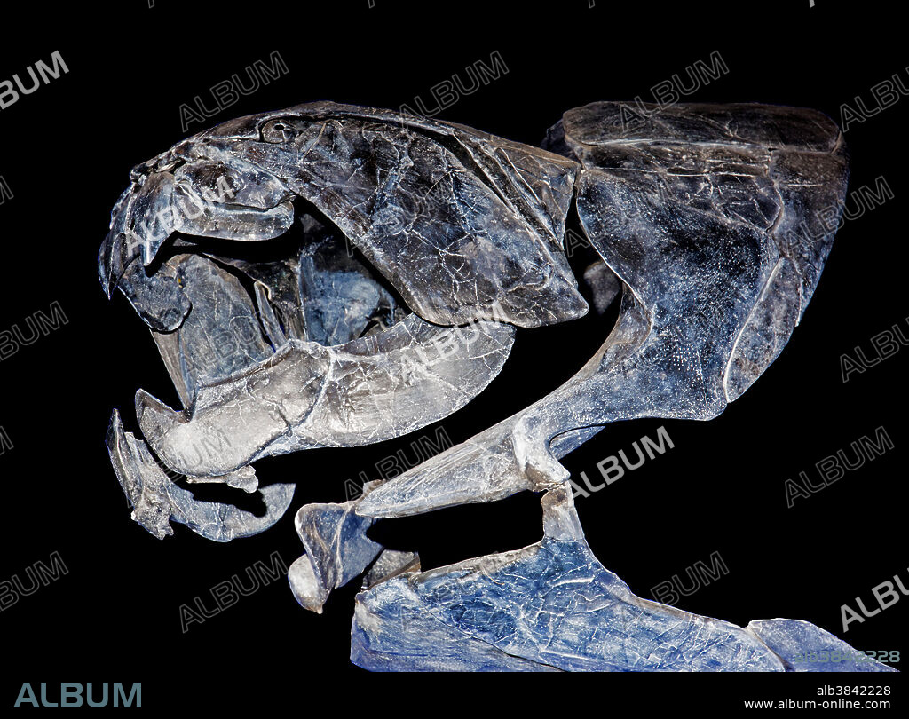 Dunkleosteus (Dunkleosteus terrelli). Sam Noble Museum. Oklahoma City.