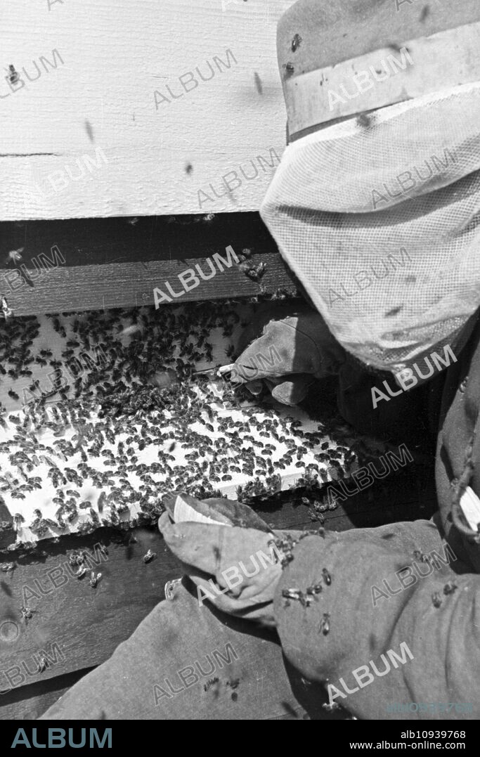 Extraction of bee venom at Mack pharmceutical company at Illertissen, Germany 1930s.