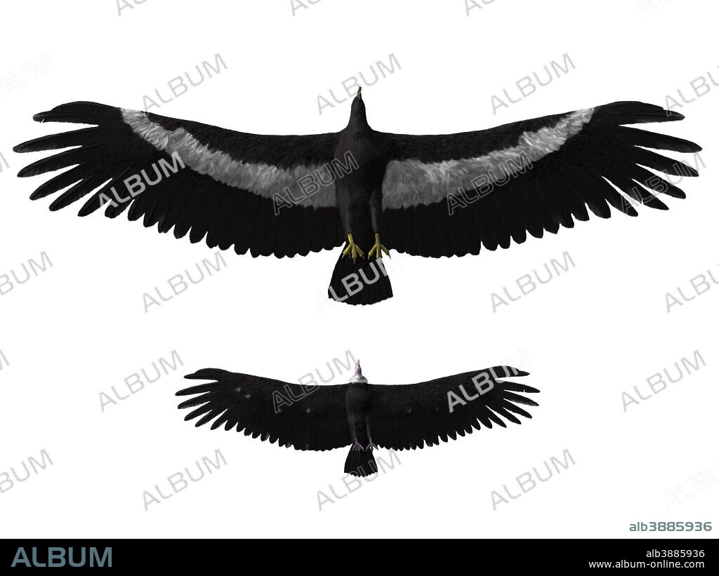 Argentavis magnificens compared to an American condor.