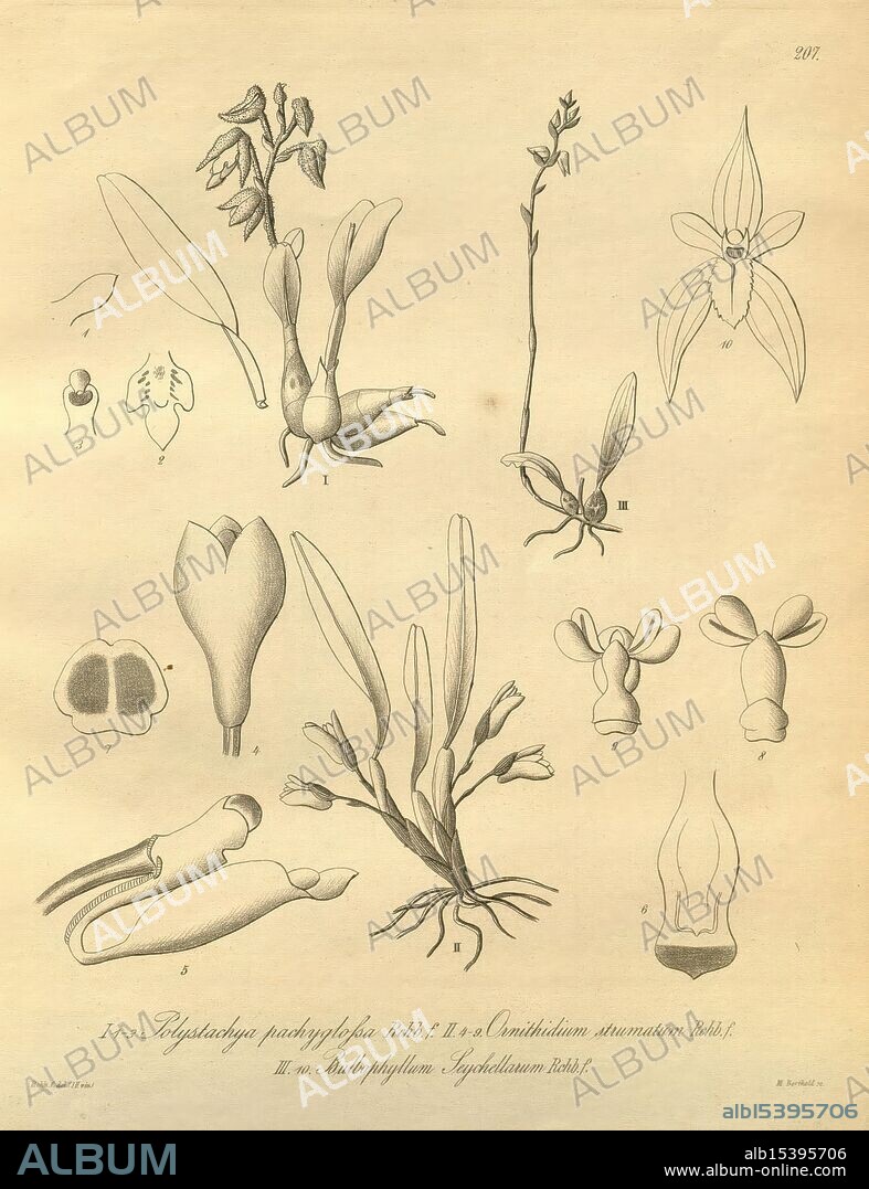 Xenia orchidacea Leipzig F.A. Brockhaus 1858-1900, The illustration features a collection of botanical studies, showcasing various plant structures and details. Central to the composition are several flowers and their reproductive parts, including distinct petals, sepals, and anthers. Each specimen is meticulously labeled with numbers, indicating specific features for reference. The arrangement includes a range of shapes and forms, highlighting the diversity in floral anatomy. In the lower section, additional diagrams depict cross-sections and unique characteristics of the plants, which may relate to their classification or reproduction. The overall emphasis is on the intricate beauty and complexity of botanical life, serving as an educational resource for studying plant morphology.