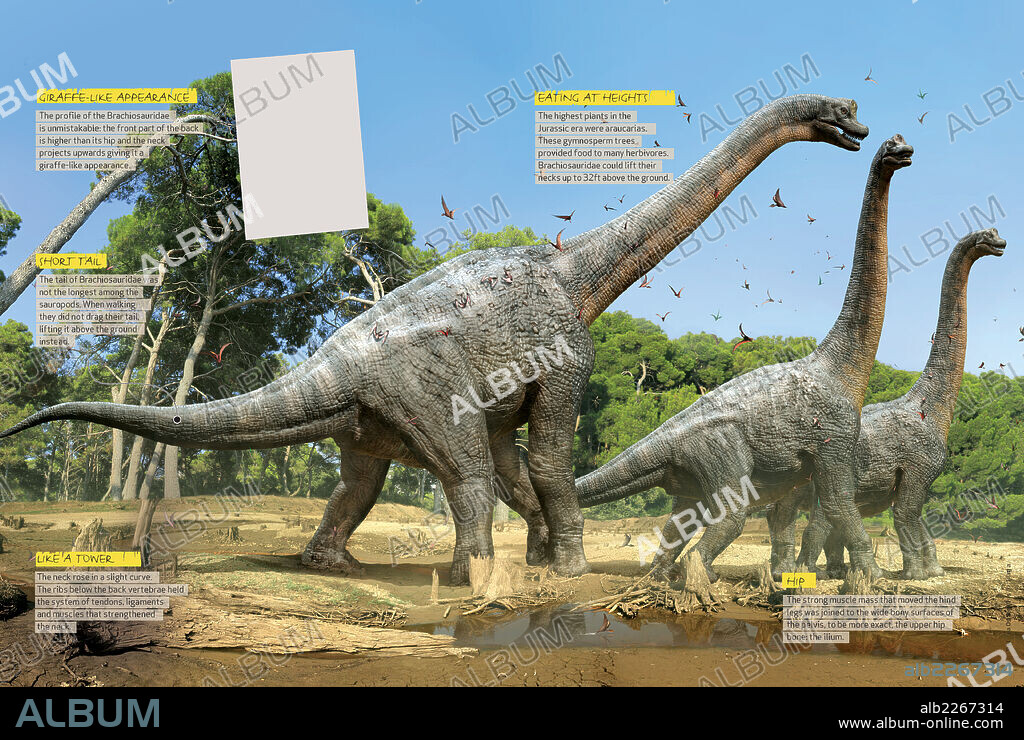 What the Brachiosaurus was like. Infographics about the distinctive characteristics and alimentary habits of the Brachiosaurus, a herbivorous dinosaur from the Jurassic period.