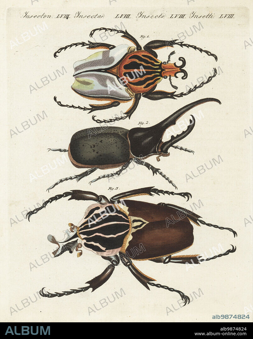 Chief goliath, Goliathus cacicus 1,3, and Hercules beetle, Dynastes hercules 2. Handcoloured copperplate engraving from Carl Bertuch's Bilderbuch fur Kinder (Picture Book for Children), Weimar, 1810. A 12-volume encyclopedia for children illustrated with almost 1,200 engraved plates on natural history, science, costume, mythology, etc., published from 1790-1830.