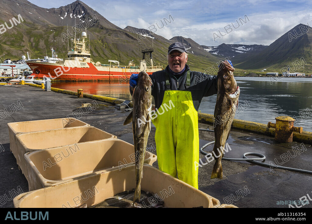 Sorting fresh caught fish in Siglufjorour, Siglufjordur, off the north coast of Iceland, Polar Regions.