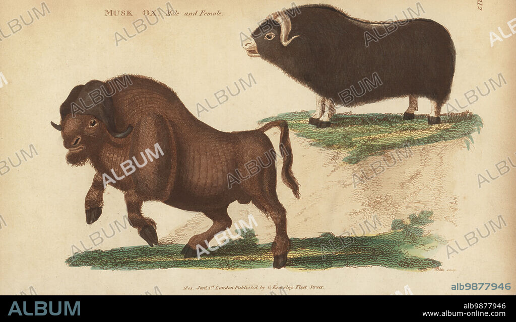 Muskox, Ovibos moschatus, male bull and female cow. Musk ox, Bos moschatus. Handcoloured copperplate engraving by White from George Shaws General Zoology: Mammalia, Thomas Davison, London, 1801.