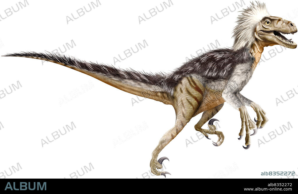 Deinonychus was a carnivorous dinosaur measuring 5 ft. (1.5 m) in height. Between 110 and 100 million years ago, this fast and intelligent predator probably hunted in a group and could attack prey that was larger than itself. Its fossils have been found in the United States.