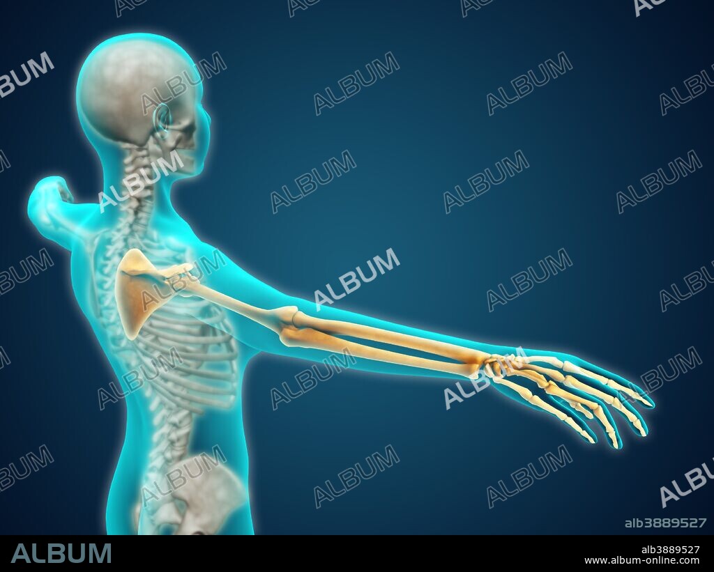 X-ray view of human body showing skeletal bones in the arm and hand.