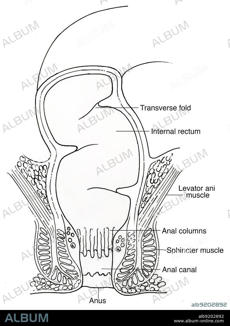 Anatomical illustration of rectum in frontal section, showing anus, anal canal, sphincter muscle, anal columns, levator ani muscle, internal rectum, and transverse fold.