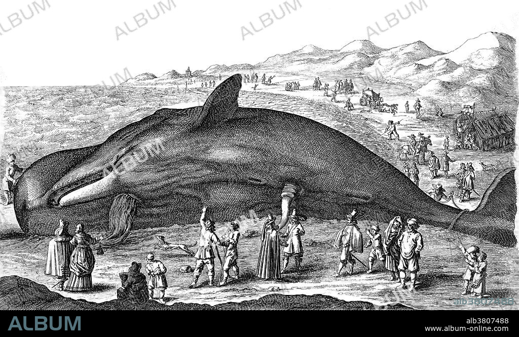 Baleen whale. The baleen whales (Mysticeti), also called whalebone whales, comprise one of two suborders of the Cetacea (whales, dolphins, and porpoises). They are the edentulous whales, characterized by having baleen plates for filtering food from water, rather than teeth like in the toothed whales (Odontoceti). Whaling is the hunting of whales primarily for meat and oil. Its earliest forms date to at least 3000 BC. Various coastal communities have long histories of subsistence whaling and harvesting beached whales. Industrial whaling emerged with organized fleets in the 17th century; competitive national whaling industries in the 18th and 19th centuries; and the introduction of factory ships along with the concept of whale harvesting in the first half of the 20th century. As technology increased and demand for the resources remained, catches far exceeded the sustainable limit for whale stocks. In the late 1930s, more than 50,000 whales were killed annually and by the middle of the century whale stocks were not being replenished. In 1986, the International Whaling Commission (IWC) banned commercial whaling so that stocks might recover. Historiae naturalis by Joannes Jonstonus, 1657.