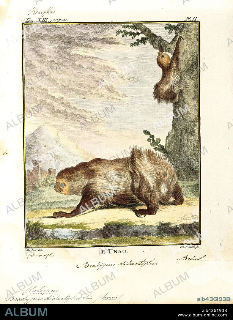 Bradypus didactylus, Print, Linnaeus's two-toed sloth (Choloepus didactylus), also known as the southern two-toed sloth, unau, or Linne's two-toed sloth is a species of sloth from South America, found in Venezuela, the Guyanas, Colombia, Ecuador, Peru, and Brazil north of the Amazon River. There is now evidence suggesting the species' range expands into Bolivia., 1700-1880.