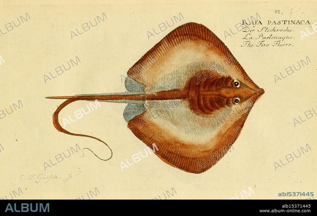 Ichthyologie ou Histoire naturelle des poissons, Berlin, Chez l'auteur, 1796, fishes, dasyatis pastinaca, The illustration depicts a stingray, identified as *Raja pastinaca*. The creature features a broad, flat body with a distinctly rounded outline. Its upper surface exhibits a subtle blend of browns and sandy shades, providing a natural camouflage. Two prominent eyes are situated on the upper side of its head, which is connected to a long, slender tail that has a subtle tapering design. The detailed rendition highlights the texture of the skin and the elegant contours of the stingray, surrounded by delicate, flowing lines. Annotations in elegant script identify the species and provide its common names in multiple languages, emphasizing the stingray's significance in both scientific and cultural contexts.