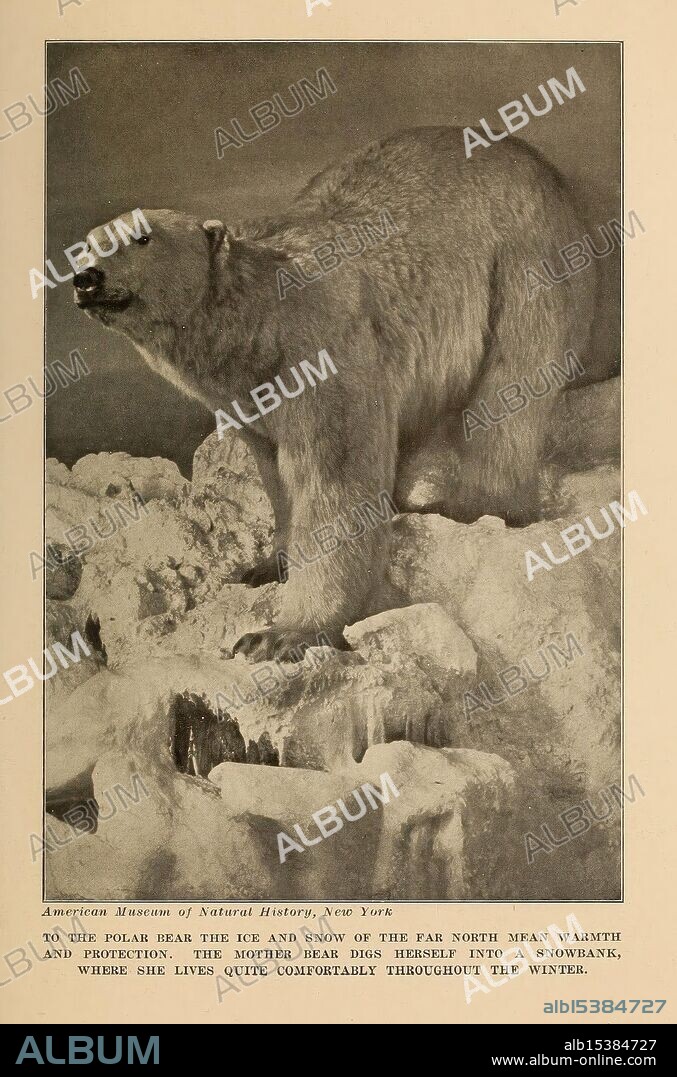 The human side of animals New York Frederick A. Stokes Company [c1918] bear polar bear animal behavior Ursus maritimus taxonomy family Ursidae, A large bear is captured in a moment of exploration, positioned on a rocky surface. The bear appears to be climbing or clinging to the rugged terrain, its thick fur accentuating its robust physique. Its paw is firmly grasping a ledge, demonstrating strength and agility. The surrounding environment features rugged rocks, adding a natural backdrop that highlights the bear's wild habitat. The scene conveys a sense of adventure and the bear's adaptability in navigating its surroundings.