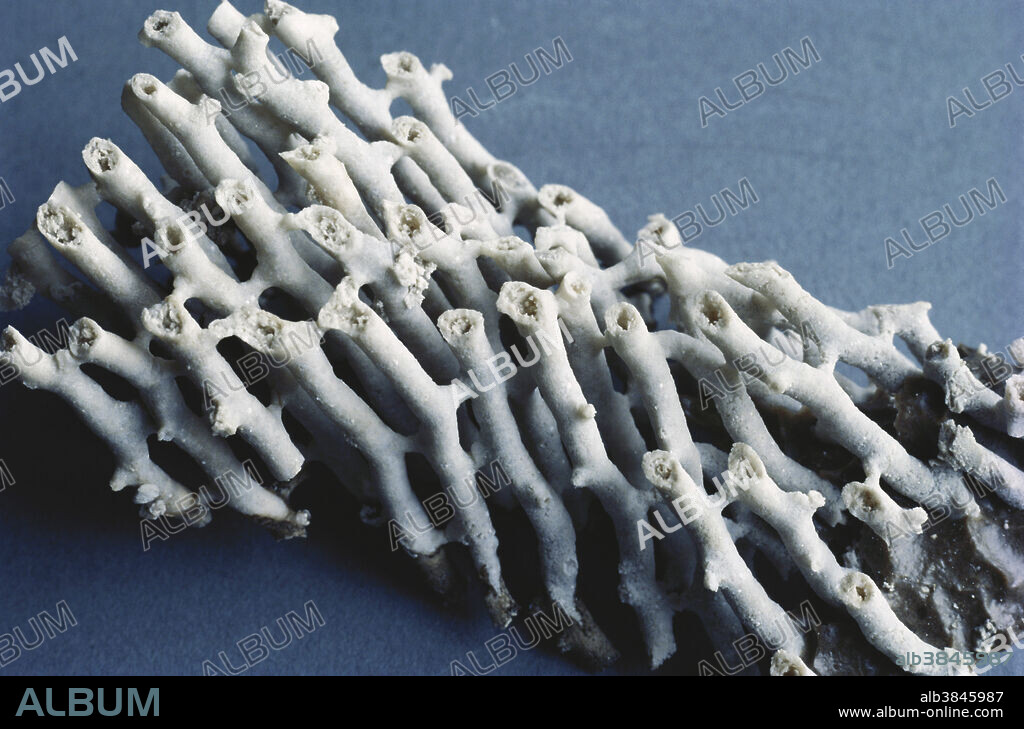Coral fossil (Syringopora sp.). Syringopora was a tabulate coral that formed large colonies during the Devonian and Carboniferous Periods. This specimen is 80 mm across. The individual corallite tubes are joined by horizontal tubuli.
