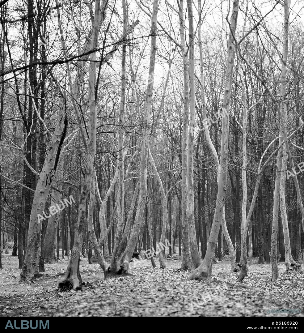 OTOÑO EN LA CASA DE CAMPO - FOTOGRAFIA EN BLANCO Y NEGRO - AÑOS 60 -.