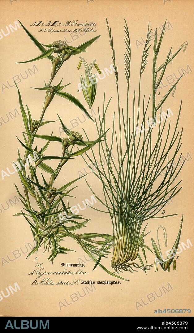 Thorn grass and stiff bristle grass, A: Crypsis aculeata Aiton - Spiny Thorn Grass, B: Nardus stricta L. - Stiff Bristle Grass, Family: 24. Gramineae, 7. Alopecuroideae (A), 8. Nardeae (B) - Grasses, Foxtail Grasses, Spikenard, Plate 78, after p. 172 (vol. 1), 1886, Otto Wilhelm Thomé: Prof. Dr. Thomé's Flora von Deutschland, Österreich und der Schweiz in Wort und Bild. Gera-Untermhaus: Verlag von Fr. Eugen Köhler, [1886].