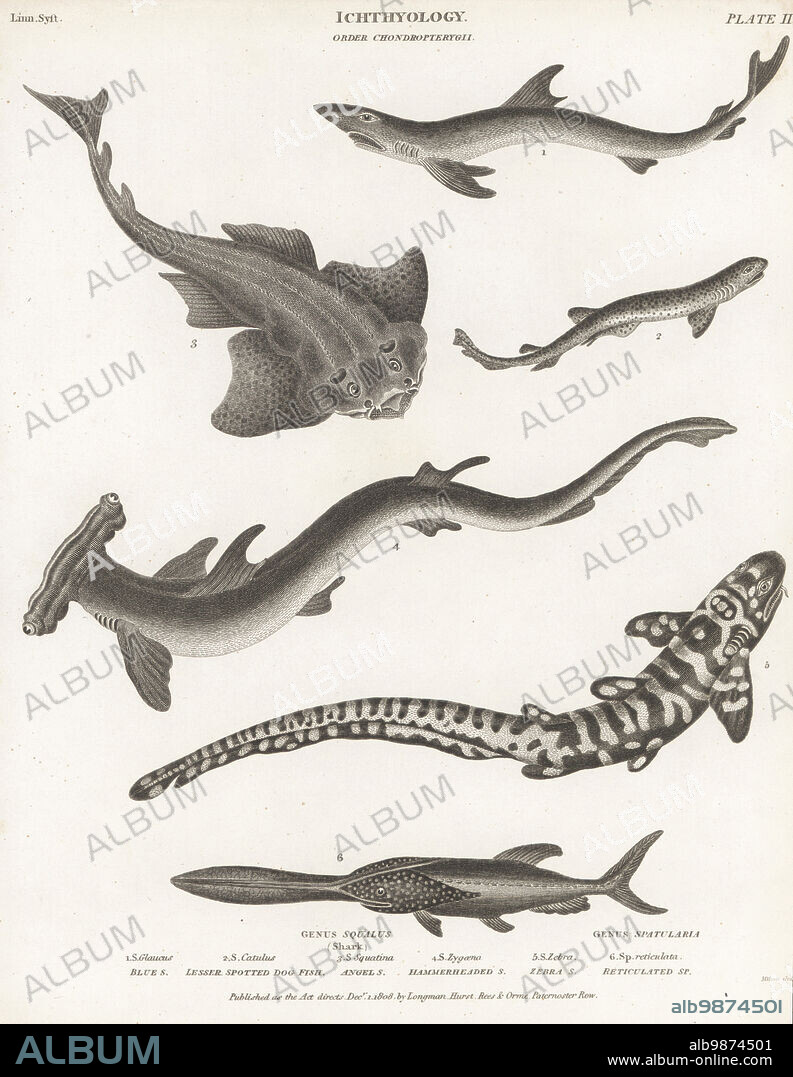 Blue dog shark, Prionace glauca 1, dogfish, Scyliorhinus canicula 2, critically endangered angelshark, Squatina squatina 3, smooth hammerhead, Sphyrna zygaena 4, zebra shark, Stegostoma fasciatum 5 and American paddlefish, Polyodon spathula 6. Copperplate engraving by Thomas Milton from Abraham Rees' Cyclopedia or Universal Dictionary of Arts, Sciences and Literature, Longman, Hurst, Rees, Orme, Paternoster Row, London, December 1, 1808.