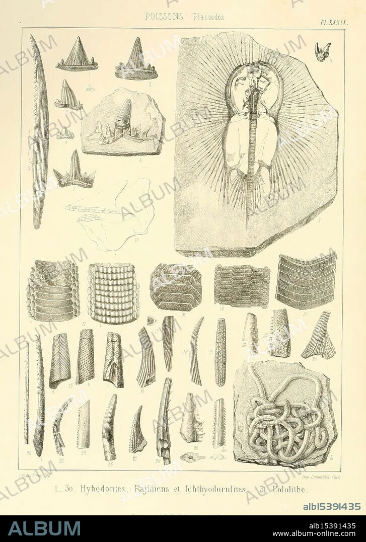 Traité de paléontologie London, H. Ballière, J.-B. Baillière, 1853-1857. Paleontology, Fossils, Pictorial works.
