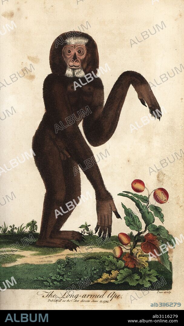 Agile gibbon, Hylobates agilis, endangered. Long-armed ape. Handcoloured copperplate engraving by J. Pass after an illustration by Johann Jakob Ihle from Ebenezer Sibly's Universal System of Natural History, London, 1795.