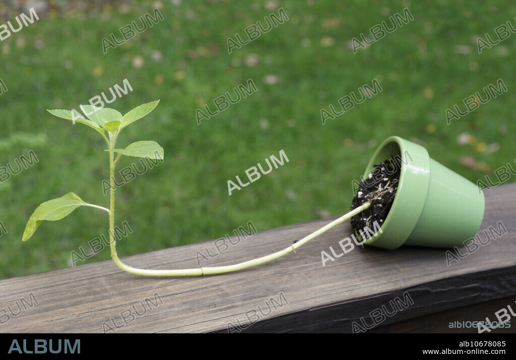 Gravitropism in a sunflower, Helianthus annuus, seedling. Gravitropism (sometimes referred to as geotropism) is a plant response to earth's gravitational field. Plant stems (shoots) exhibit negative gravitropism because they respond by growing away from the gravitational attraction. This plant shows a turn in its stem which occurred after its pot was tipped over.