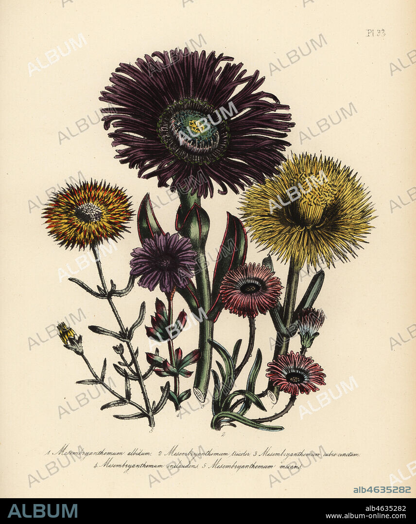 White-leaved fig marigold, Mesembryanthemum albidum, three-coloured, M. tricolor, red-edged, M. rubrocinctum, never-closing fig marigold, M. inclaudens, and glittering fig marigold, M. micans. Handfinished chromolithograph by Henry Noel Humphreys after an illustration by Jane Loudon from Mrs. Jane Loudon's Ladies Flower Garden or Ornamental Greenhouse Plants, William S. Orr, London, 1849.