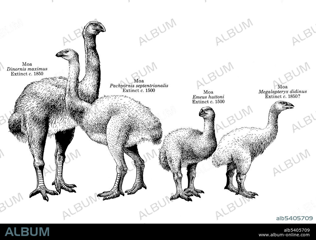 Moa were nine species (in six genera) of now-extinct flightless birds endemic to New Zealand. The nine species of moa were the only wingless birds lacking even the vestigial wings that all other ratites have. They were the dominant herbivores in New Zealand's forest, shrub land, and subalpine ecosystems for thousands of years, and until the arrival of the Maori, were hunted only by Haast's eagle. Moa extinction occurred primarily due to overhunting. No artist credited, undated (cropped and cleaned).