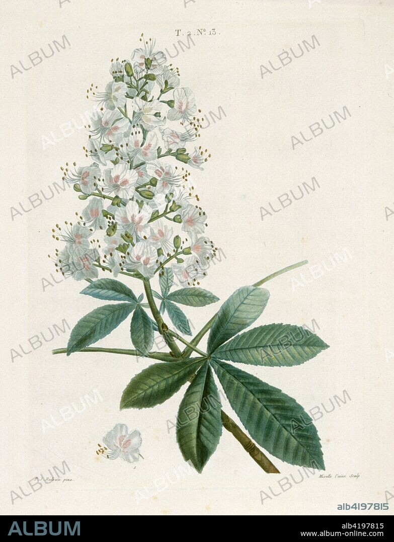 Aesculus Hippocastorum, (Horse-chestnut), c1800-1830. This tree was known as Castanea equina. 'Castanea' after the town of Castania in Thessaly where they grew in abundance, and 'equina' for 'horse'.