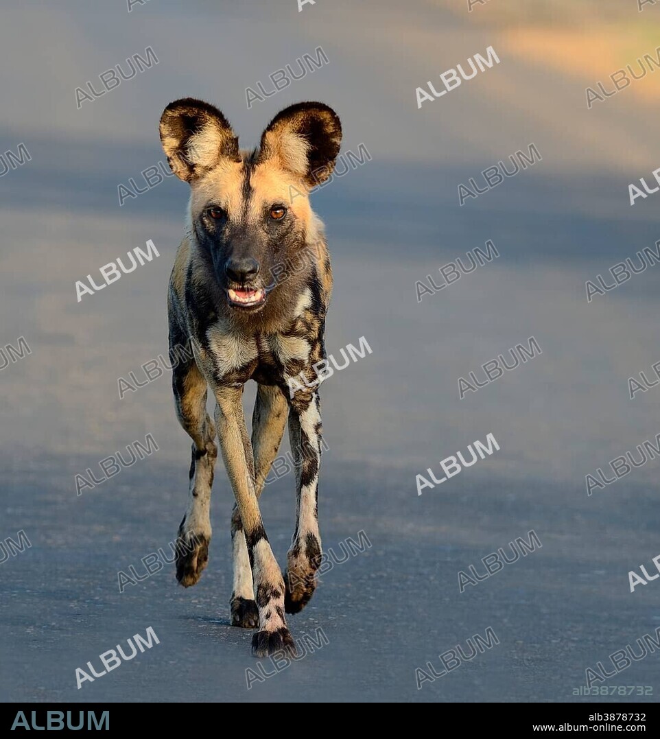 African Wild Dog, African Hunting Dog or African Painted Dog (Lycaon pictus), walking on a road, early morning, Kruger National Park, South Africa, Africa.