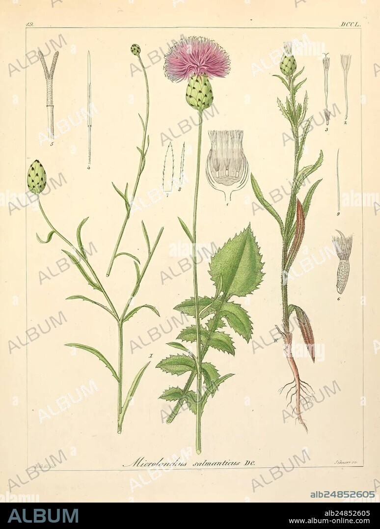 Icones florae Germanicae et Helveticae, simul Pedemontanae, Tirolensis, Istriacae, Dalmaticae, Austriacae, Hungaricae, Transylvanicae, Moravicae, Borussicae, Holsaticae, Belgicae, Hollandicae, ergo Mediae Europae. Lipsiae, F. Hofmeister 1834-1912. [v. 1, 1850], Europe, pictorial works, plants, The illustration features the plant Microdonus salvanterae, showcasing its distinct leaf structure, floral buds, and overall morphology. On the left, the elongated flower stem supports a spherical bud adorned with small scales. The central portion highlights a vibrant flowering head with prominent purple