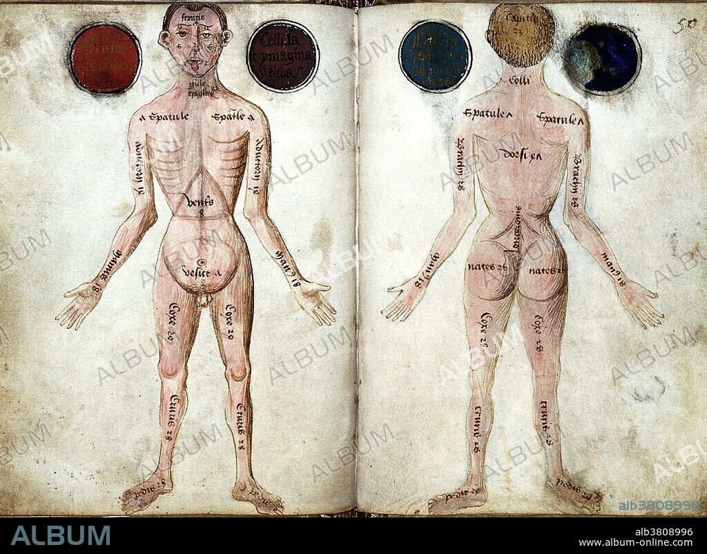 Muscle man illustrations, front and back views. The circles on either side of the head illustrate a medieval conception of the brain's four ventricles. Mid 15th-century. Pseudo-Galen (Claudius), Anathomia; Western Manuscript 290. The four cavities of the human brain are called ventricles. The two largest are the lateral ventricles in the cerebrum; the third ventricle is in the diencephalon of the forebrain between the right and left thalamus; and the fourth ventricle is located at the back of the pons and upper half of the medulla oblongata of the hindbrain. The ventricles are concerned with the production and circulation of cerebrospinal fluid.
