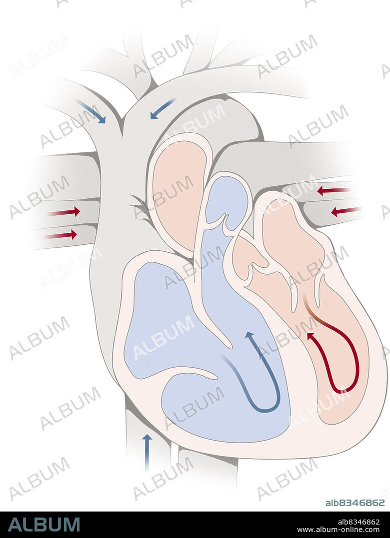 At the end of diastole, the contraction of the auricles (or auricular systole) completes the filling of the ventricles. The closing of the mitral and tricuspid valves then produces a muffled sound.