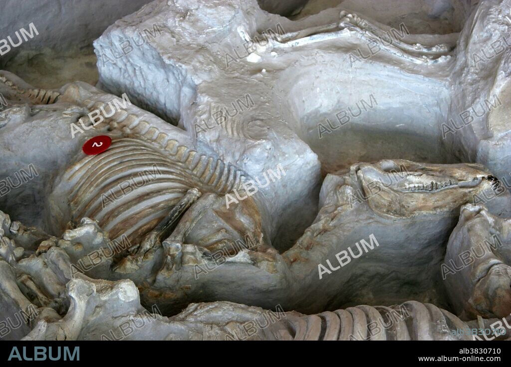 Fossil vertebrates. Several hundred well-preserved fossils representing 17 species of vertebrates have been uncovered at the Ashfall Fossil Beds in Nebraska. The animals died due to volcanic ash from a volcano that erupted in what is now Idaho about 12 million years ago.