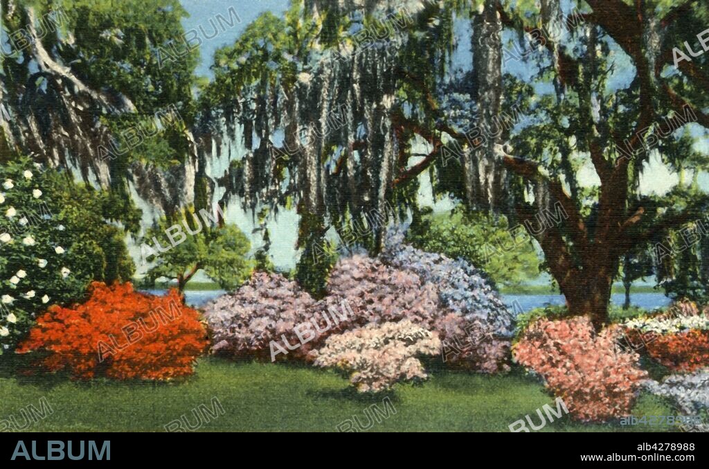 'Scene in Belle Isle Gardens, near Georgetown, S.C.', 1942. From "Souvenir of the Beautiful Carolinas". [Curt Teich & Co., Chicago, 1942].