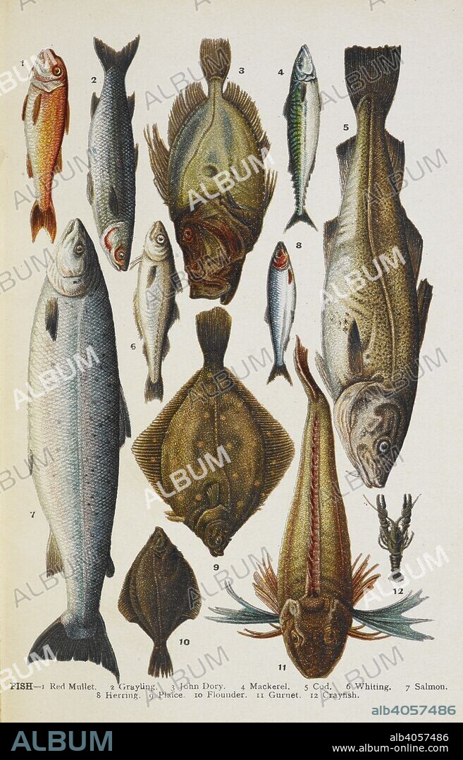 ISABELLA MARY BEETON and ANON. Fish. Including red mullet, john dory, mackerel, cod, salmon, plaice and crayfish. Mrs. Beeton's Family Cookery and Housekeeping Book ... New ... illustrations, etc. [Another issue, in an altered form, of â€œBeeton's Every-day Cookery and Housekeeping Book.â€]. London : Ward, Lock & Co., 1907. Source: 07944.g.63. facing p. 32.