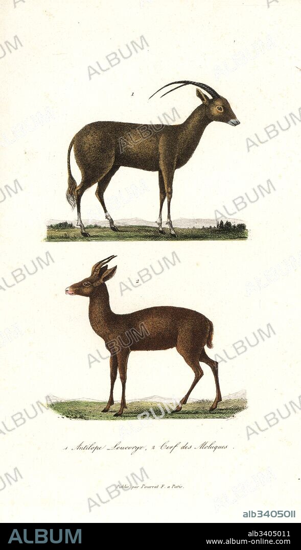 Arabian oryx or white oryx, Oryx leucoryx, and Javan rusa deer or Sunda sambar, Rusa timorensis. Handcoloured copperplate engraving from Rene Primevere Lesson's Complements de Buffon, Pourrat Freres, Paris, 1838.
