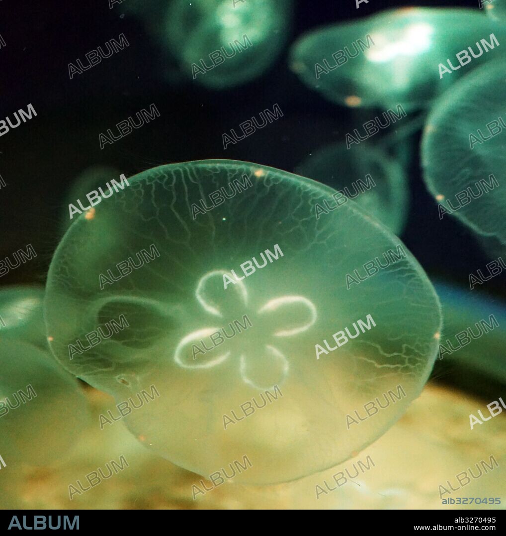 Aurelia aurita, a translucent jellyfish which is recognized by its four horseshoe -shaped gonads, which are visible through the top of the bell. Dated 21st Century.